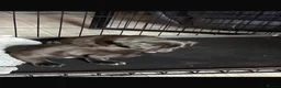 Staffordshire Bull Terrier dogs for sale: 5 beautiful staffy puppies .  - Advert 7