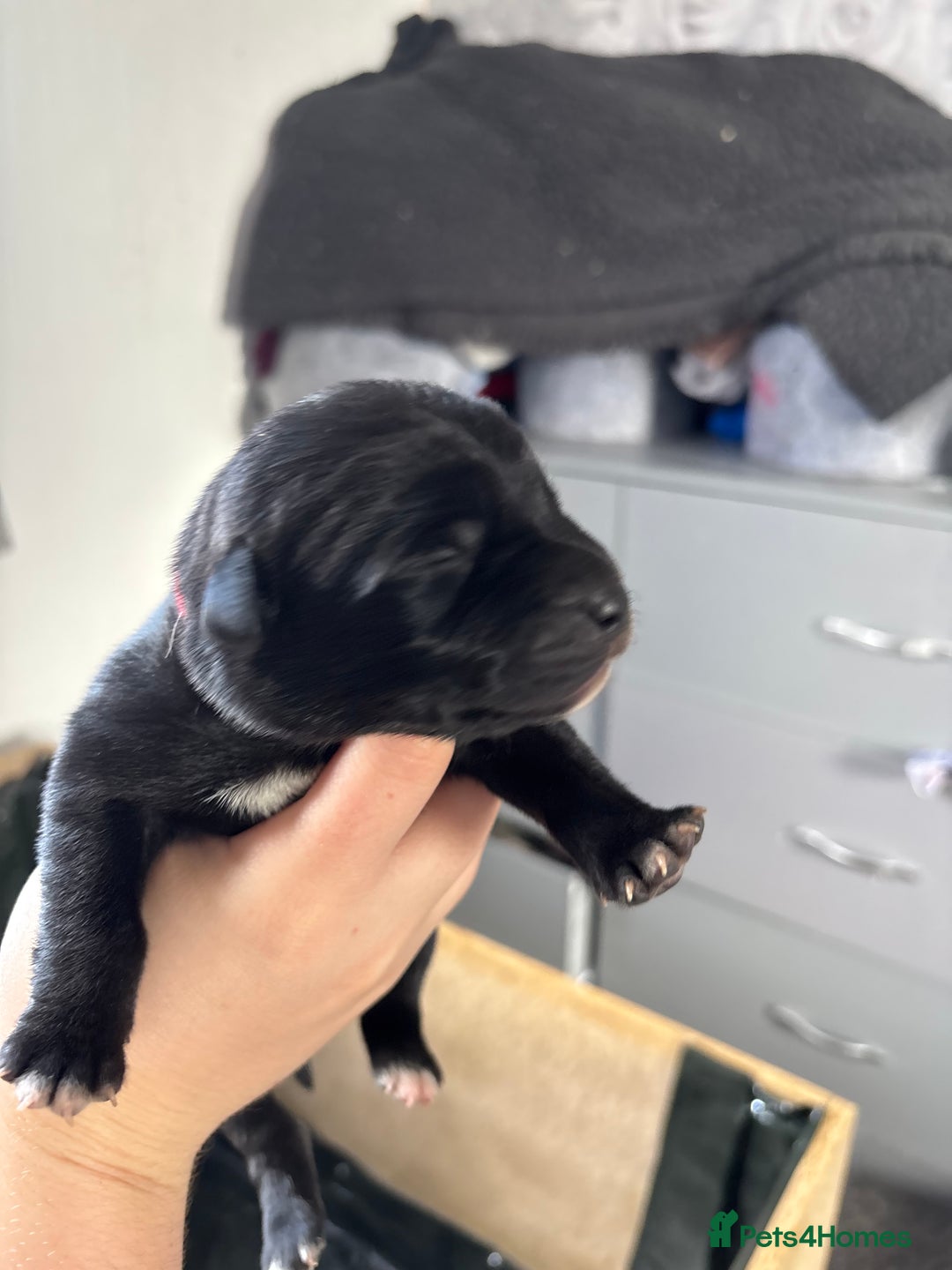 Mixed Breed dogs for sale: Mixed breed Labrador puppies  - Image 23