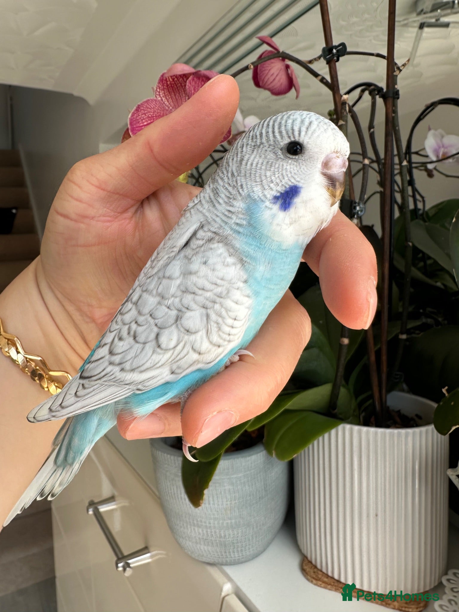 Budgerigars birds Hand Tame male baby budgies  - Advert 2