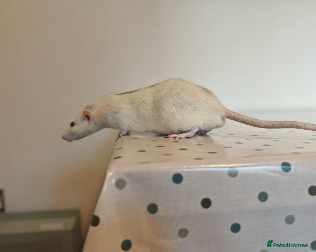 Rat rodents for sale: Trio of Male Dumbo Rats and Cage - Advert 11