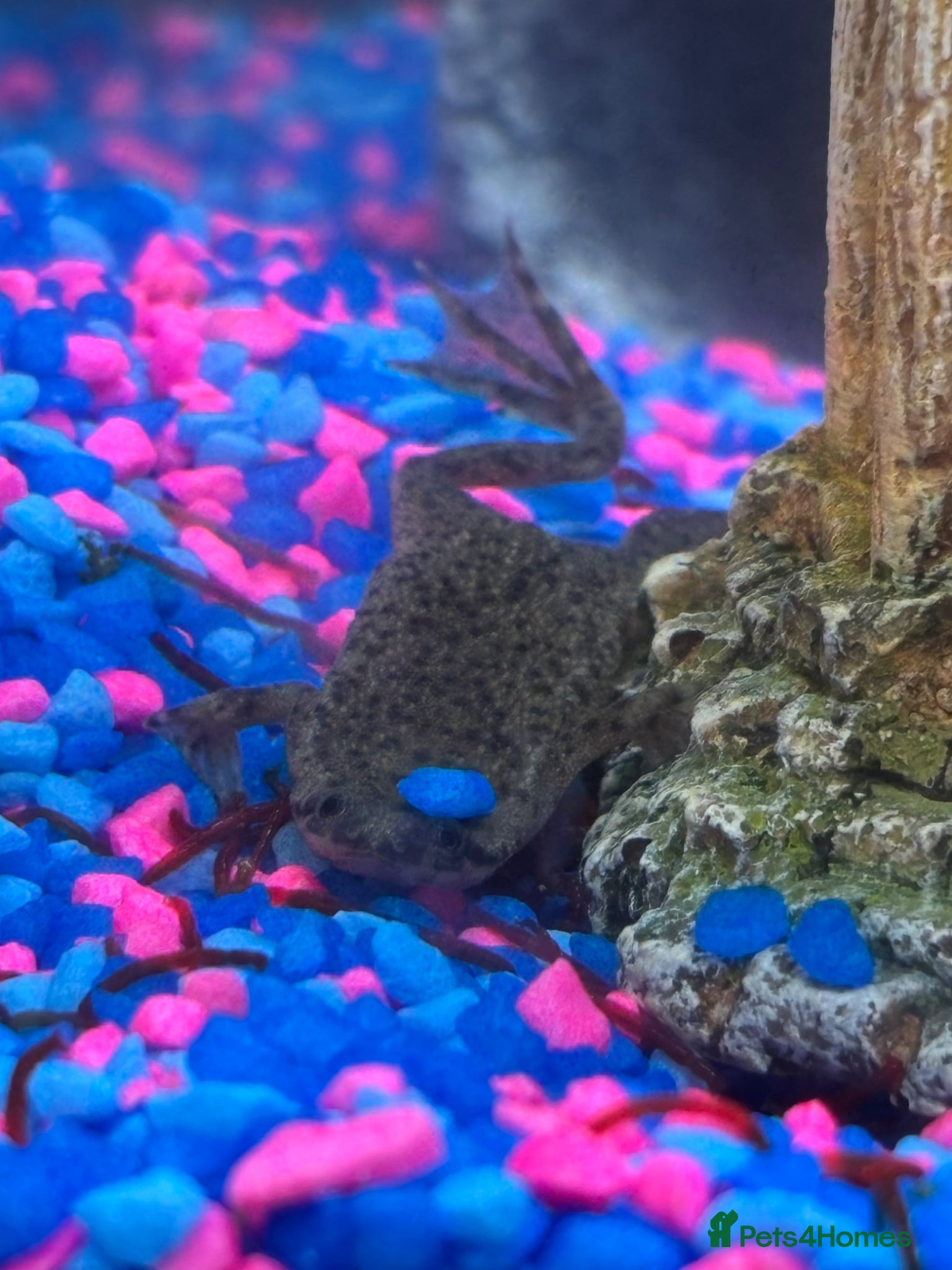 Live Bearers fish African dwarf frog  - Advert 11