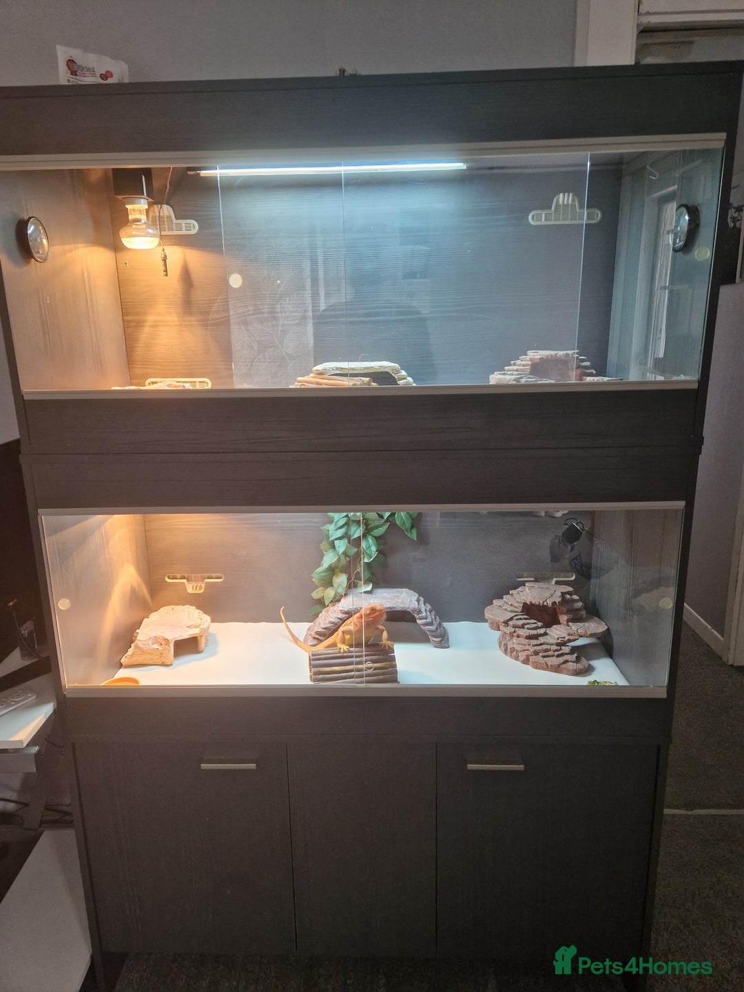 Bearded Dragon reptiles for sale: Red leatherback hypo bearded dragon and vivariums  - Image 5