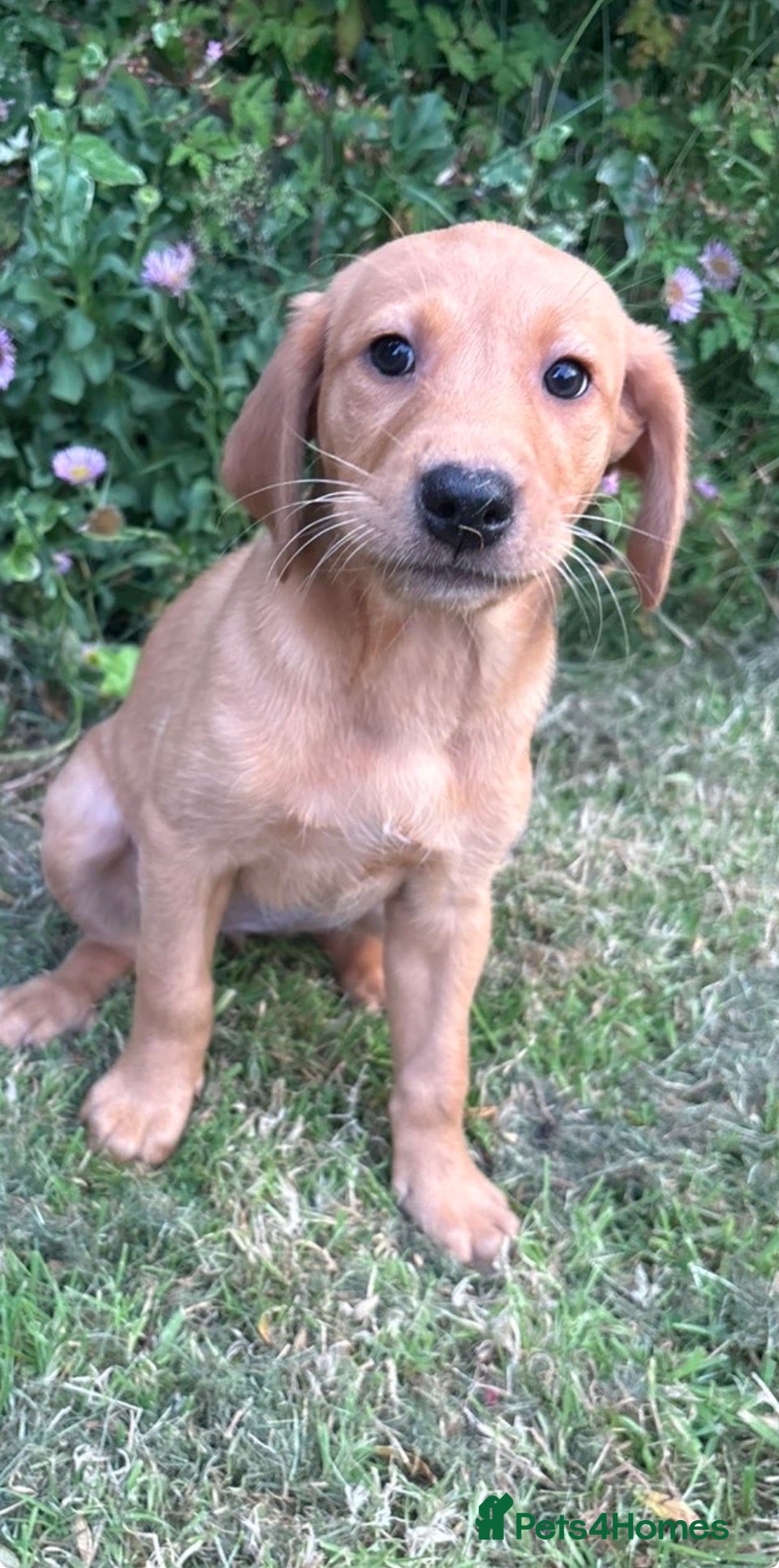 Labrador Retriever dogs Fox Red Labrador Pups – KC Registered - Advert 1
