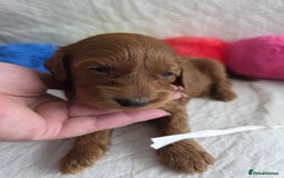 Mini Goldendoodle dogs for sale: 👑Superb Rare Toy/Mini Deepest Red Goldendoodles👑 - Image 20