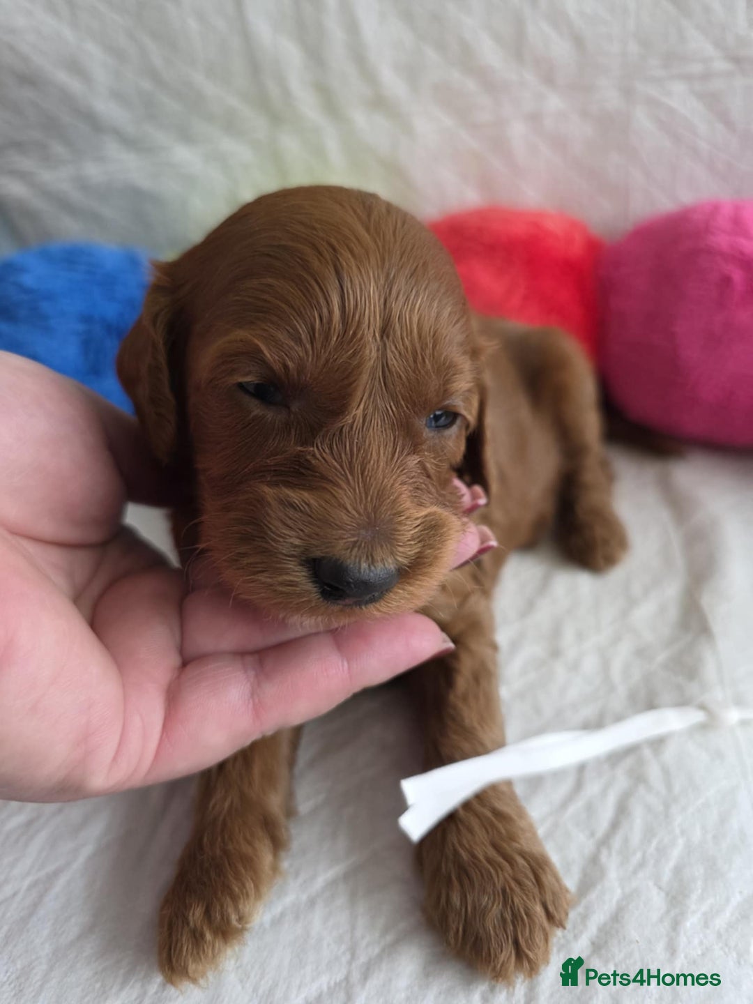 Mini Goldendoodle dogs for sale: 👑Superb Rare Toy/Mini Deepest Red Goldendoodles👑 - Image 20