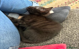 Mixed Breed cats for sale: 2 Tabby & 1 Black Female, 1 Black/White Male - Image 15