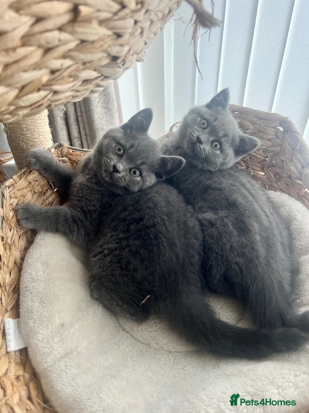 British Shorthair cats for sale: British shorthair kittens  - Advert 12