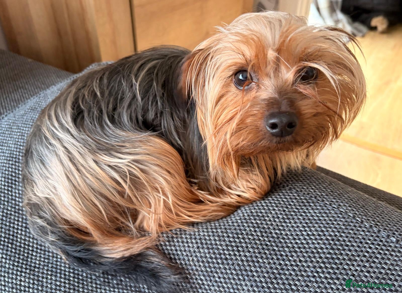 Yorkshire Terrier dogs 1 year old Yorkie needing a new home  - Advert 3