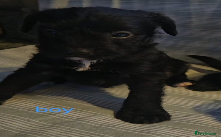 Jackapoo dogs Jackpoos - Advert 14