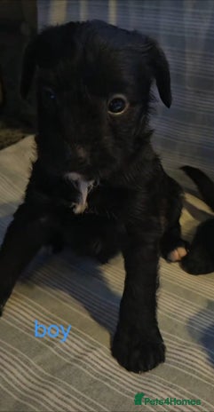 Jackapoo dogs Jackpoos - Advert 14