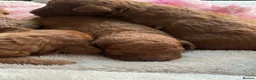 Toy Poodle dogs for sale: Deep red kc true size toy poodles - Advert 6