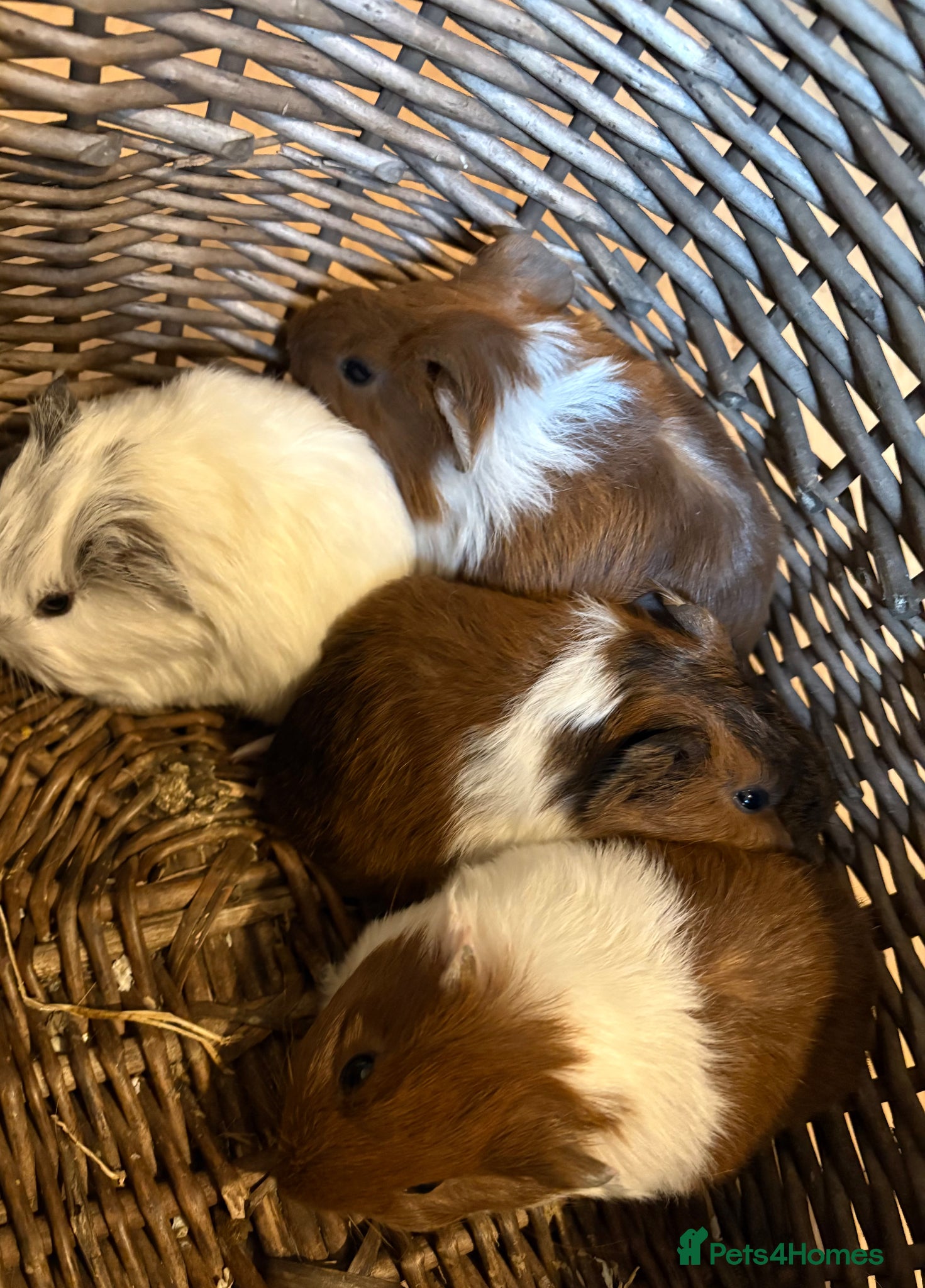 Guinea Pig rodents Baby guineas ready now. - Advert 1