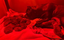 Cane Corso dogs for sale: Elite Champion Bloodline Cane Corso puppies - Image 3