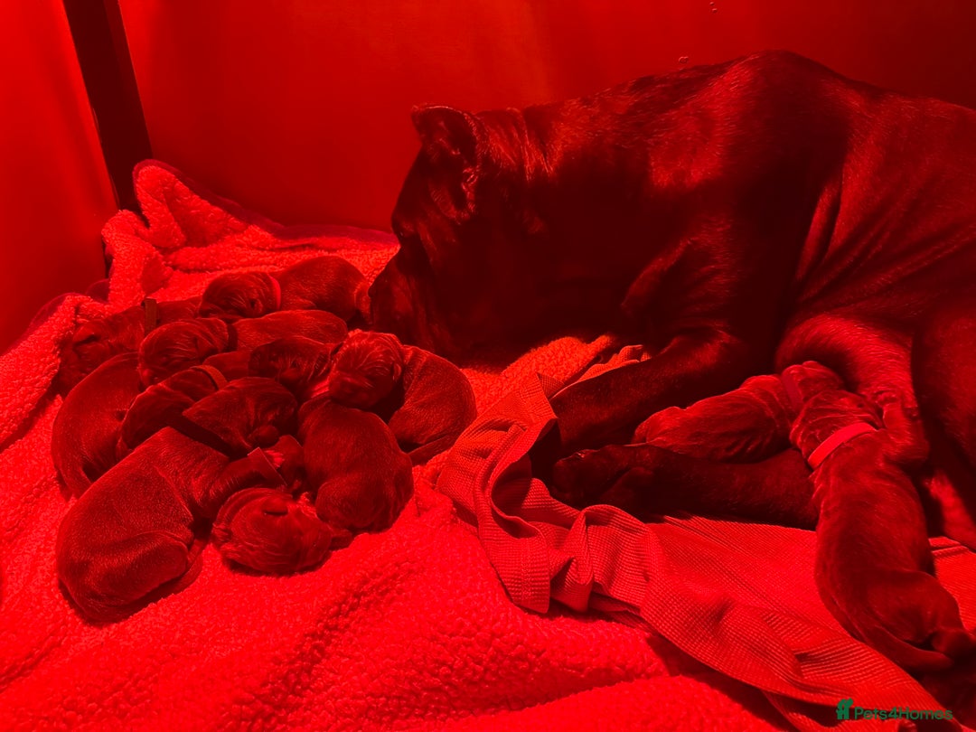 Cane Corso dogs for sale: Elite Champion Bloodline Cane Corso puppies - Image 3