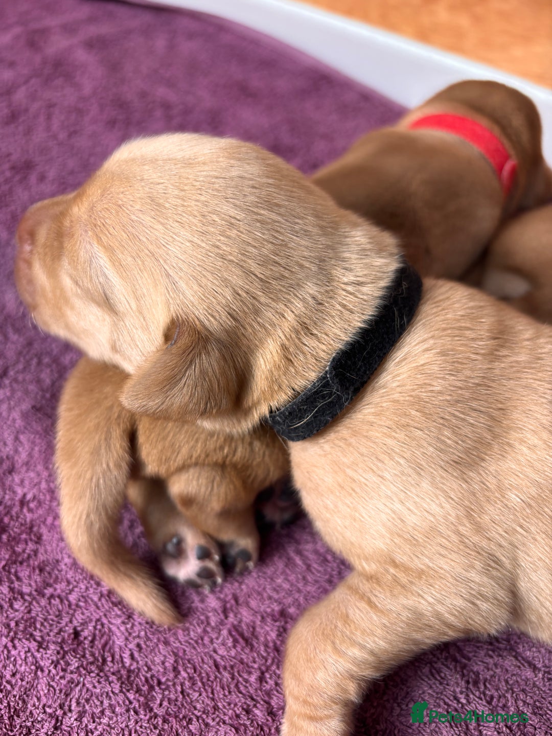 Labrador Retriever dogs for sale: KC Reg ‘Fox Red’ Labrador Retrievers  - Image 39