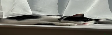 Domestic Shorthair
