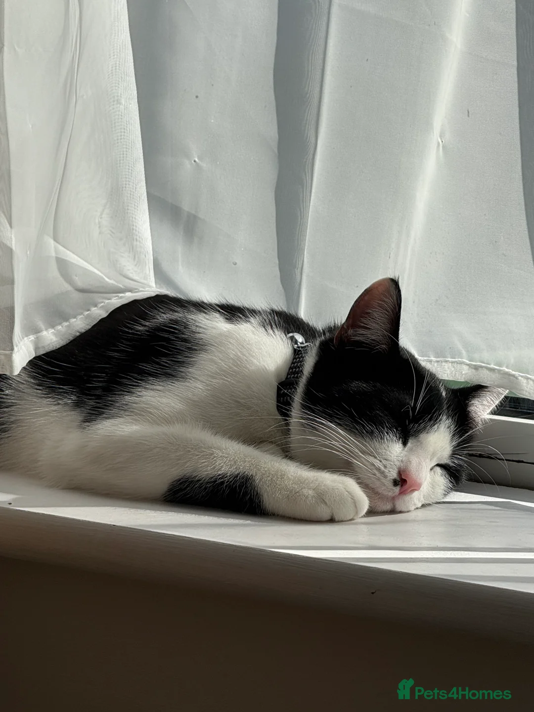 Domestic Shorthair cats for sale: Female Domestic Shorthair for sale - Advert 2