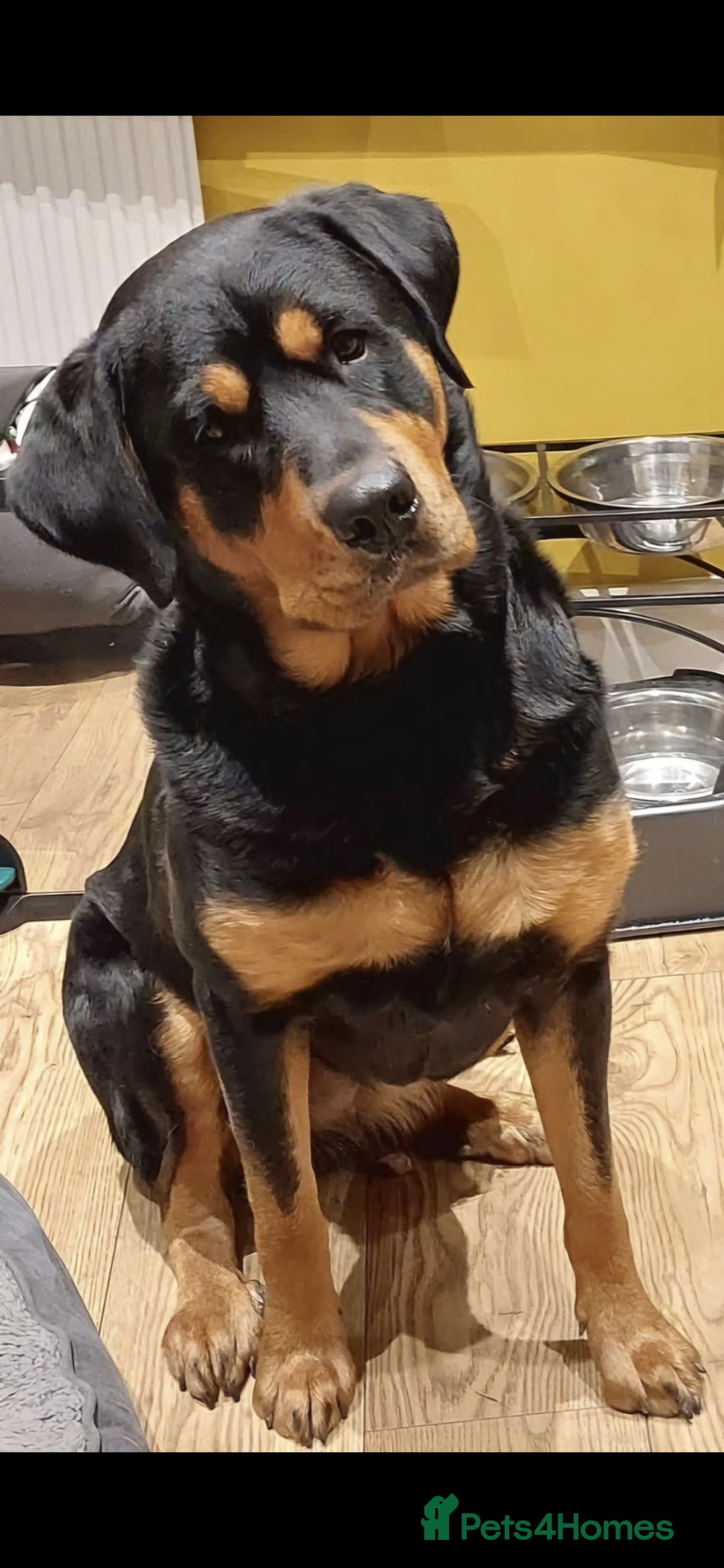 Mixed Breed dogs for sale: Luna pups - Image 1