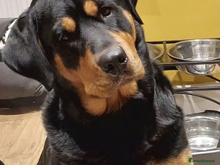 Mixed Breed dogs - Advert 28