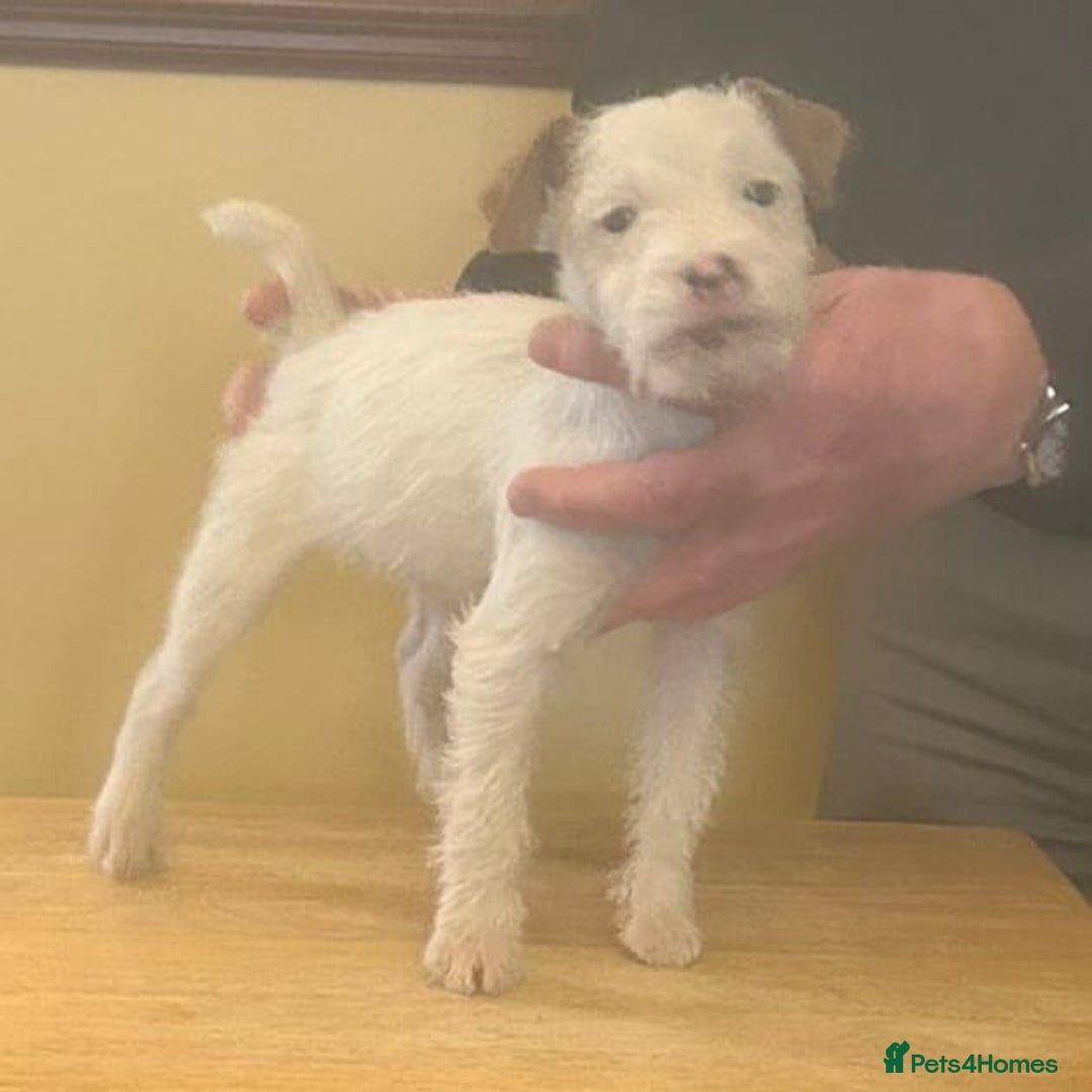 Jack Russell dogs for sale: Jack Russell  puppies - Advert 11