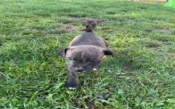 Staffordshire Bull Terrier dogs for sale: Beautiful staff pups for sale - Image 13
