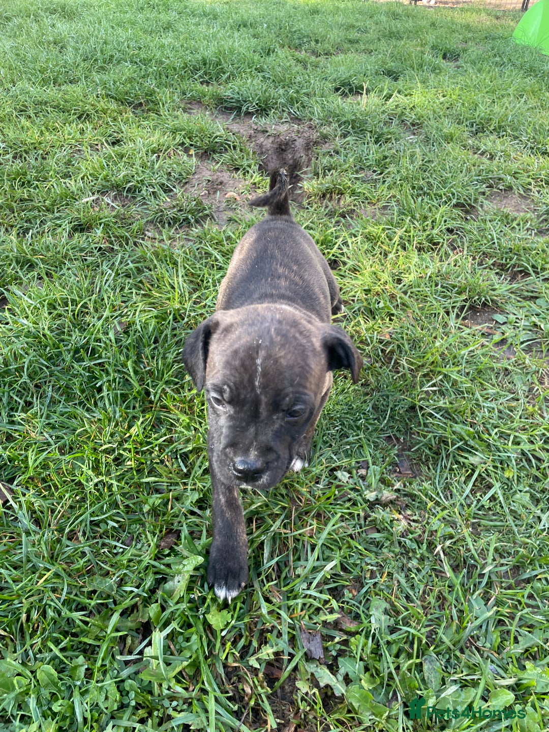 Staffordshire Bull Terrier dogs for sale: Beautiful staff pups for sale - Image 13