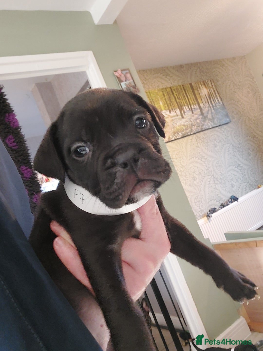 Mixed Breed dogs for sale: Cane Corso cross American bulldog puppy's  - Advert 17