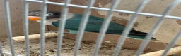 Lovebirds birds for sale: Lovebirds  in Manchester - Advert 9