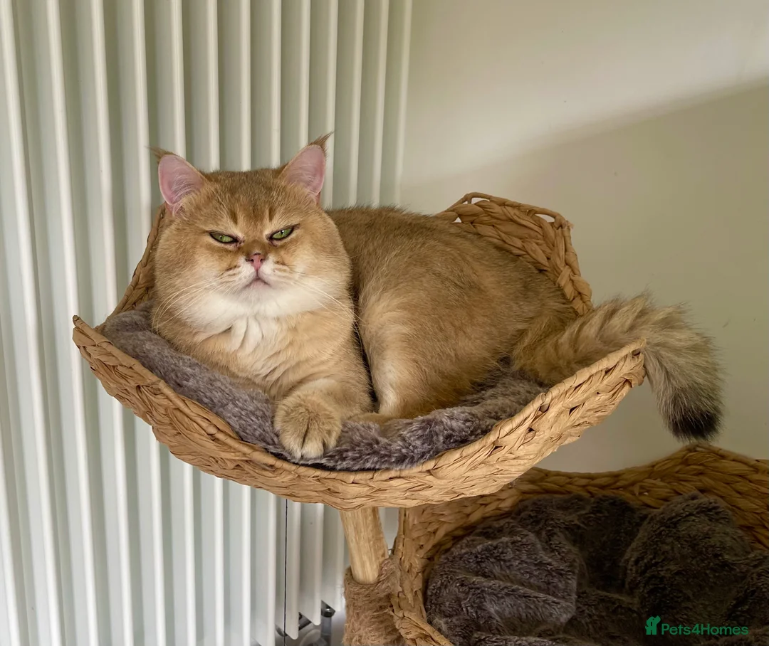 Scottish Fold cats for stud: NY11 GOLDEN CHINCHILLA SCOTTISH FOLD MALE FOR STUD - Advert 10