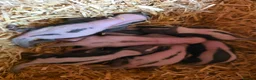 Ferret rodents for sale: Baby SKUNKS for sale - girls and boys available - Advert 3