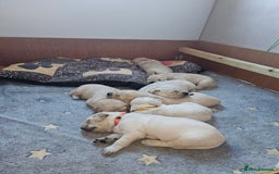 Golden Retriever dogs for sale: Beautiful golden retriever puppies - Image 5