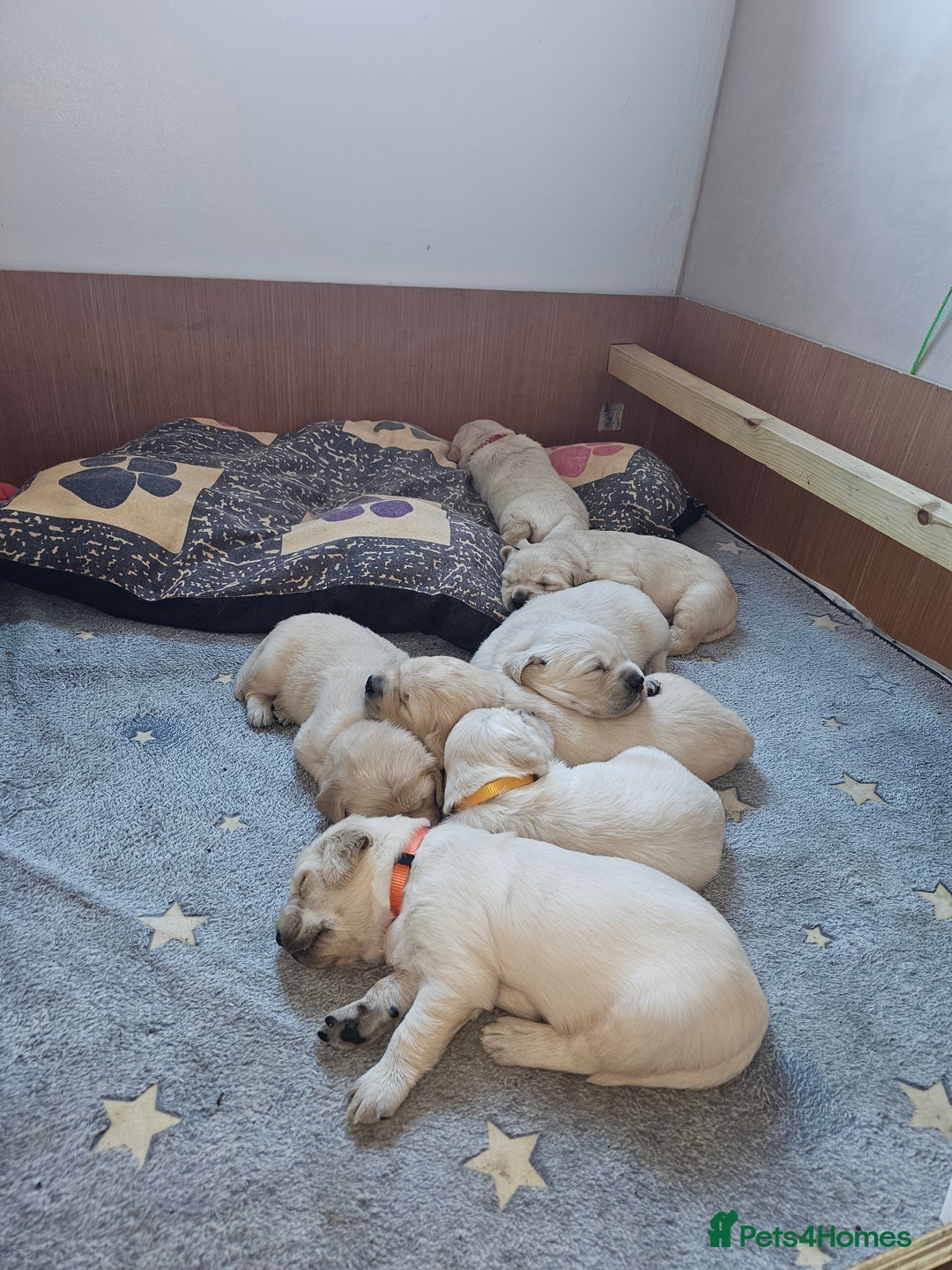 Golden Retriever dogs for sale: Beautiful golden retriever puppies - Image 5