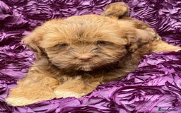Mixed Breed dogs for sale: 🌟BUNDLES OF JOY 🐶 SUPER CUTE MALSHIPOO PUPS - Image 19