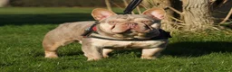 French Bulldog dogs for sale: Adorable French Bulldog Ready for New Homes KC reg - Advert 3