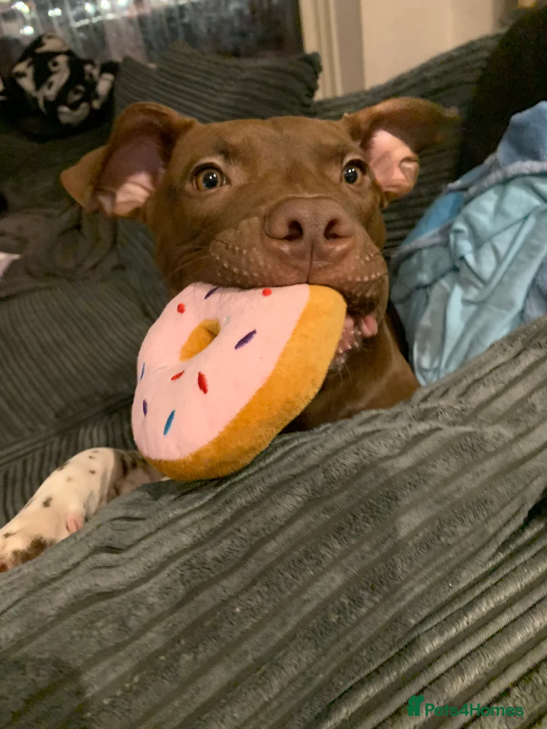 Mixed Breed dogs for sale: Marlowe - Advert 2