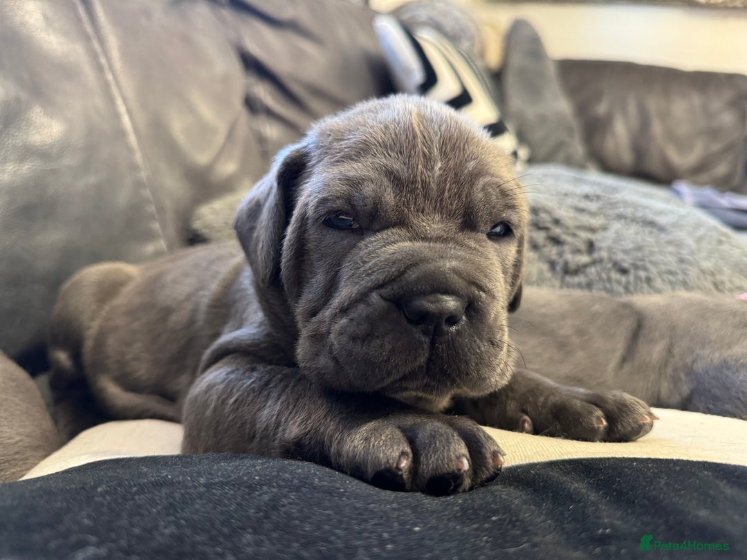 Neapolitan Mastiff dogs for sale:  Neapolitan mastiff puppies Newcastle  - Image 12