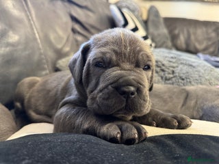 Neapolitan Mastiff dogs for sale - Advert 1