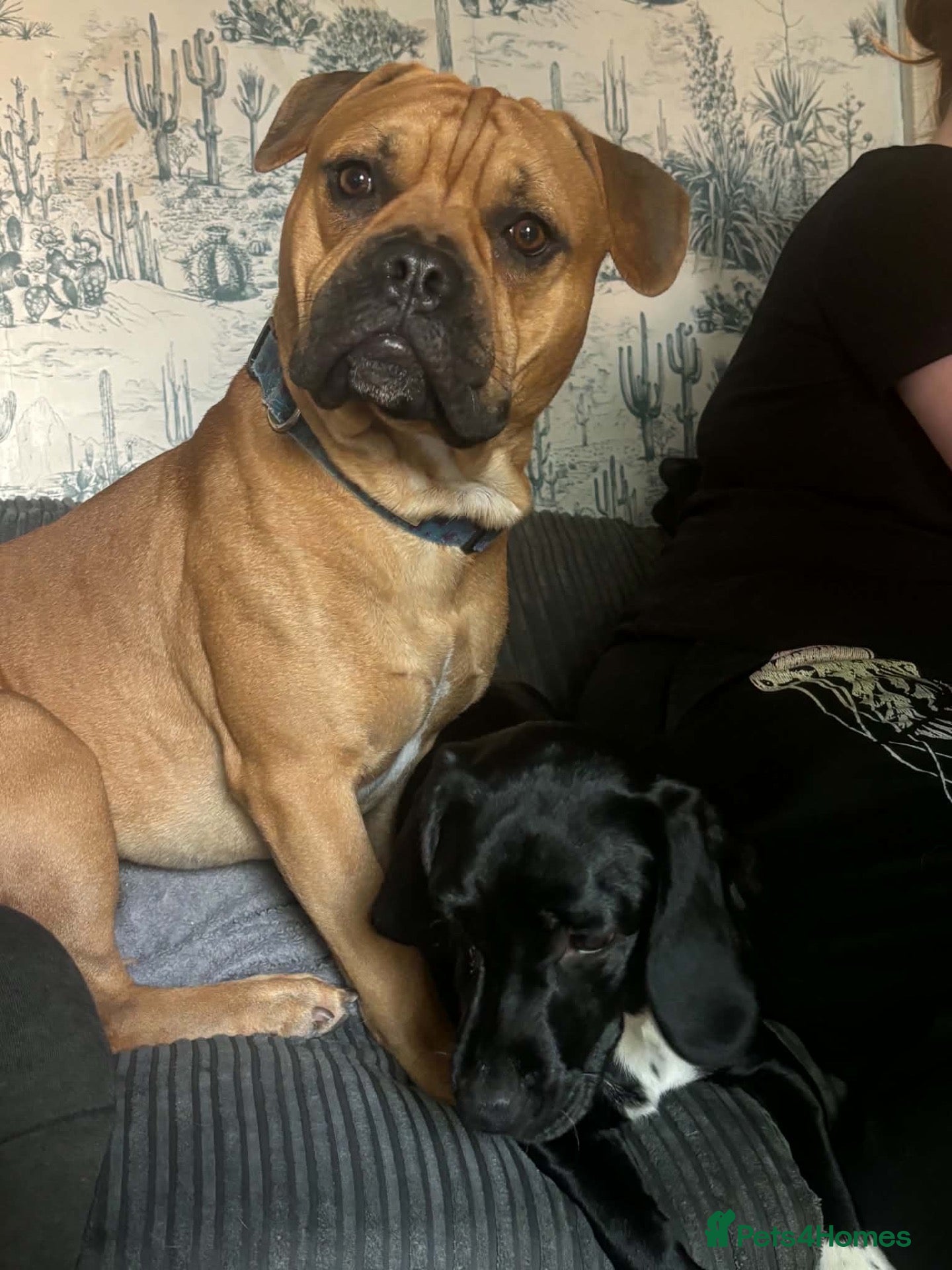 Mixed Breed dogs for sale: 1 Male - 1 Female - Advert 1