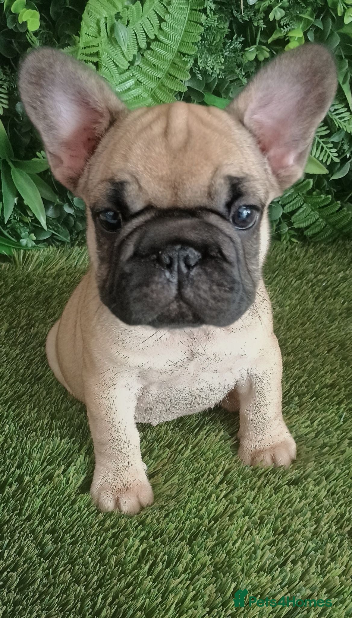 French Bulldog dogs Fluffy French Bulldog Puppies  - Advert 7