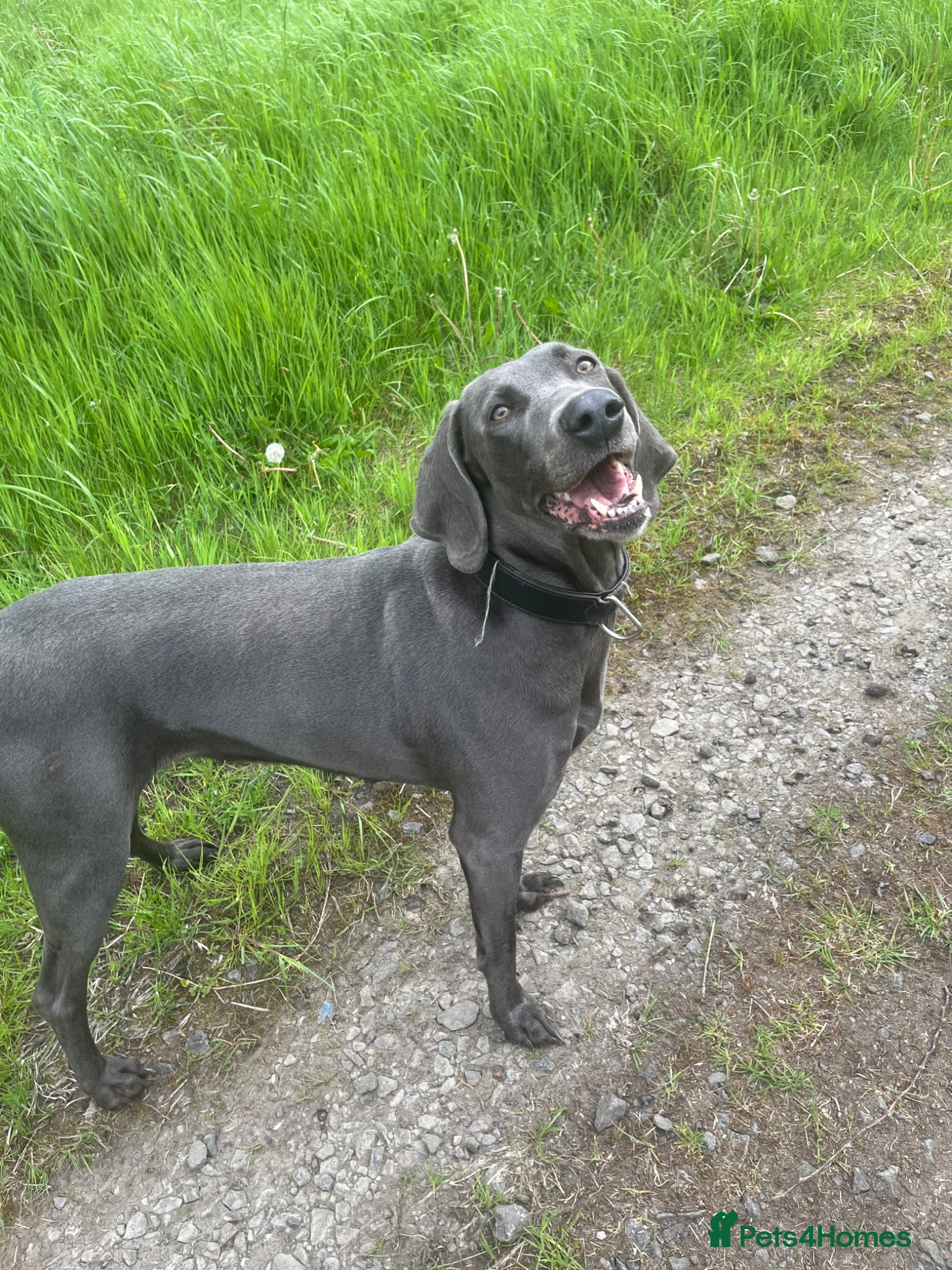 Mixed Breed dogs for sale: Weimaramer/cane corso pups - Advert 1