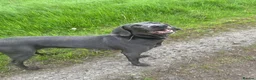 Mixed Breed dogs for sale: Weimaramer/cane corso pups in Shotts - Advert 1