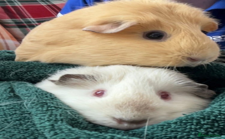 Guinea Pig rodents - Advert 2