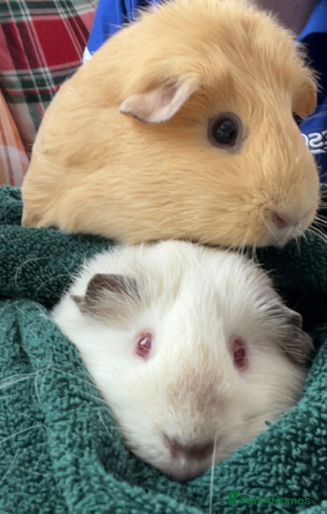 Guinea Pig rodents for sale: 2x Female Guinea pigs - Image 1