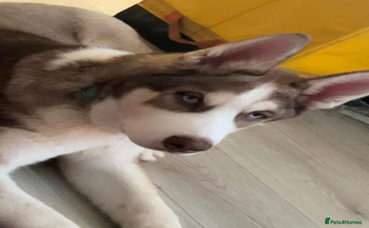 Siberian Husky dogs - Advert 1