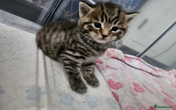 European cats for sale: 4 beautiful kittens looking for the New 🤎 home  - Image 9