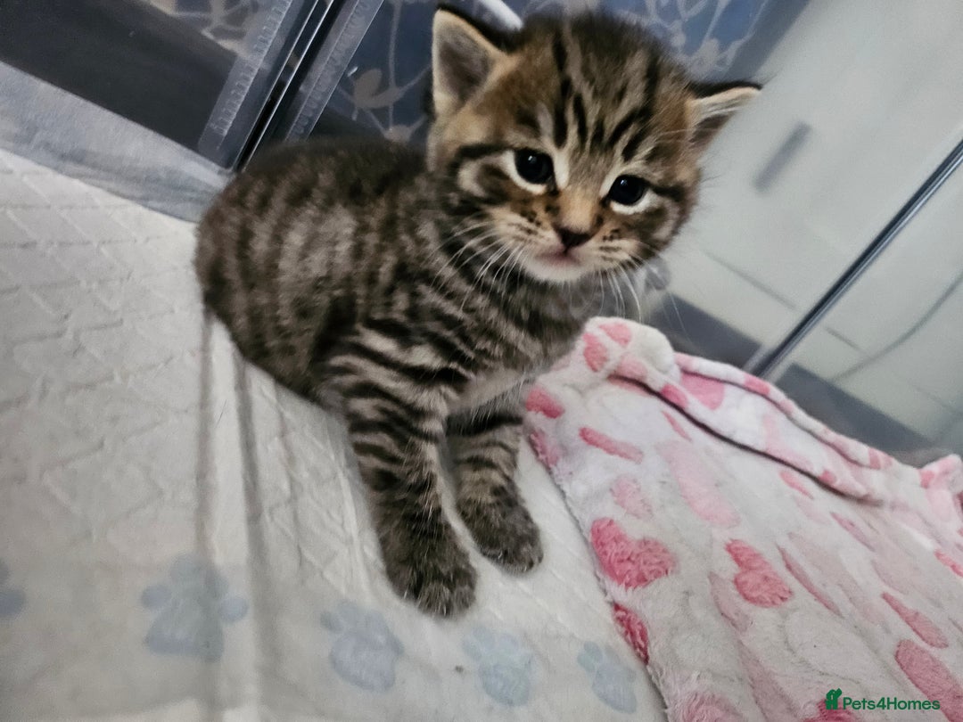 European cats for sale: 4 beautiful kittens looking for the New 🤎 home  - Image 9