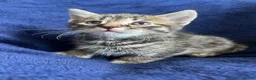 Bengal cats for sale: Belgian kittens  - Advert 6