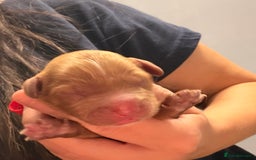 Cavapoo dogs for sale: Tiny deep red toy cavapoo,dna health clear parents - Image 6