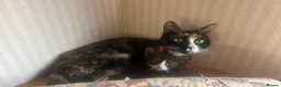 Mixed Breed cats for sale: READY NOW STUNNING KITTENS - Advert 3