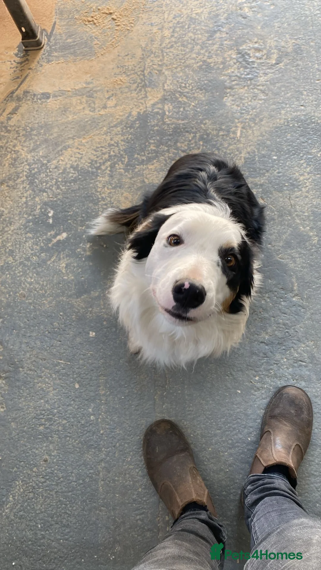 Border Collie dogs for stud: Tri coloured border collie for stud in Stafford - Advert 5